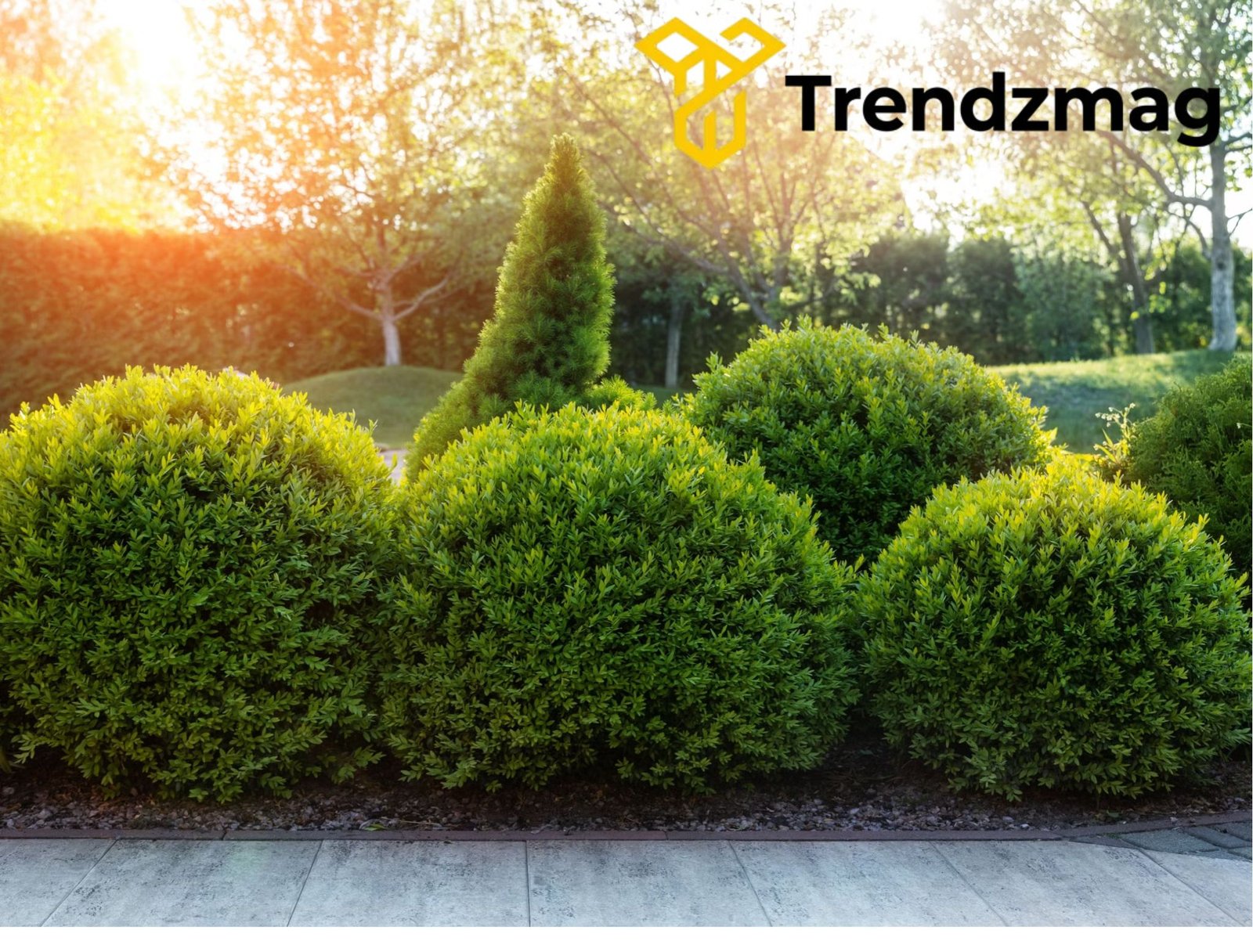 How Woody Plants Grow a Garden That Thrives Year-Round